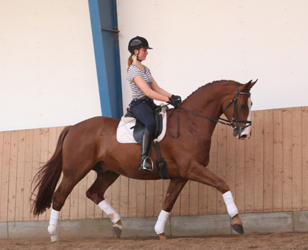 Del Piero gelding