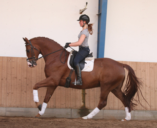 Del Piero gelding