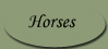Horses for sale